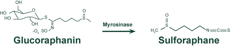conversion of glucoraphanin into sulforaphane by the myrosinase enzyme